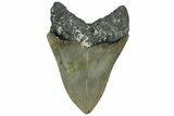 Serrated, Fossil Megalodon Tooth - North Carolina #309491-1